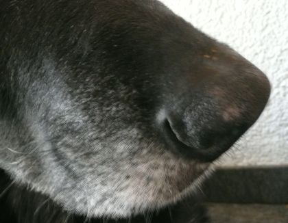 Foto zur optischen Verschoenerung